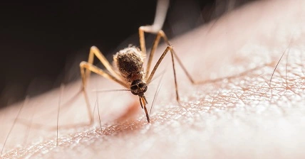 Bug-Off! Natural Mosquito Repellent Options for a Bite-Free Summer